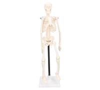 Generic Mini Modelo de Esqueleto Humano Flexible de PVC, Herramienta Educativa Articulada Realista para Enseñanza de Anatomía, Modelo de Esqueleto Flexible de 16,5"