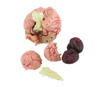 Generic Modelo Anatómico de Cerebro Humano Herramienta Educativa para Entrenamiento Médico Plástico Colorido 1pc