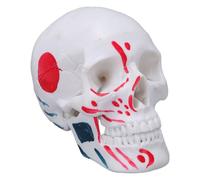 Generic Modelo Anatómico de Cráneo Humano Modelo de Cráneo de Anatomía de PVC para Exhibición Educativa en el Aula de de Tamaño 1/2 para Estudiantes, Maestros, Artistas, 4.53x3.35x2.76in