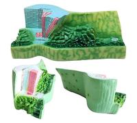 Genéric Modelo Anatómico De Estructura Hoja,Modelos Anatómicos Realistas De Plantas,para Educación Biológica,20X45X15Cm