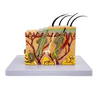 Generic Modelo anatómico de piel, ampliación 35X para educación sanitaria, material de PVC, estructura detallada con 25 marcas