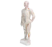 Generic Modelo de Acupuntura del Cuerpo Humano Modelo de Puntos Meridianos de PVC de 10,2 Pulgadas con Letra Grande Clara para Aprendizaje de Acupuntura y Referencia de Tui Na