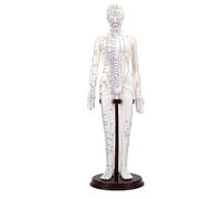 Generic Modelo de Acupuntura Giratorio de 52 Cm Modelo de Cuerpo de Punto de Acupuntura de PVC Resistente para Enseñanza de Estudiantes Blanco (Femenino)