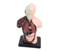Generic Modelo de Anatomía con 8 órganos Desmontables para Diversión Educativa en Las Escuelas - Kit de Aprendizaje Educativo del Cuerpo Humano 9.65x4.92x2.95in