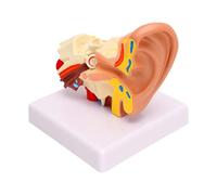 Generic Modelo de Anatomía del Oído Humano 1.5X Ampliado con Estructuras Intermedias Externas Internas Detalladas para el Aula Educativa PVC 5.91x3.15x4.45in