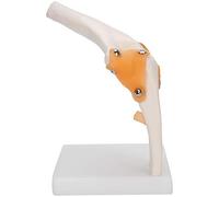 Generic Modelo de Articulación de Codo Esqueleto Preciso de Tamaño para Enseñar Anatomía y Educación del Paciente Resina 19 X 12 X 12 Cm