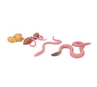 Generic Modelo de Ciclo de Crecimiento de Lombrices de Tierra, Juguete Educativo, Modelos de Ciclo de Vida de 4 Etapas, Ayuda de Aprendizaje Interactiva para Niños, Material Plástico Seguro, 4 Piezas