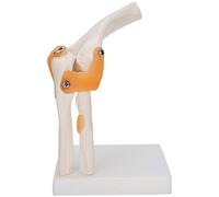 Generic Modelo de Codo de Tamaño con Húmero, Cúbito, Radio y Ligamentos para una Mejor Comprensión, 7,5 Pulgadas