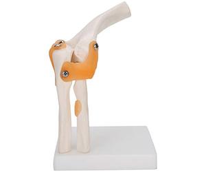 Generic Modelo de Codo de Tamaño con Húmero, Cúbito, Radio y Ligamentos para una Mejor Comprensión, 7,5 Pulgadas