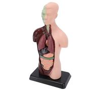 Generic Modelo de Cuerpo Humano, 7 Piezas Extraíbles, Kit de Anatomía Interactivo para Educación Médica, PVC de 10,24 Pulgadas