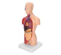 Generic Modelo de Ensamblaje Anatómico de Enseñanza Torso Humano con órganos Internos Desmontables para Estudio Corporal en Profundidad 28cm