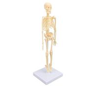 Generic Modelo de Esqueleto de Cuerpo Humano de Anatomía, Montaje Manual, Modelo Educativo Realista para Exhibiciones Coleccionables, Material Plástico