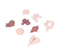Generic Modelo de órgano Humano Anatomía del Cuerpo Herramienta Educativa Modelo de Anatomía del Torso Humano con Cerebro Corazón Pulmones Hígado Estómago Intestinos Riñones para