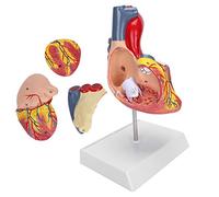 Generic Modelo del Corazón, 2X Modelo de Corazón Heart Heart de Anatomía Anatomía Humana Simulación de órgano del