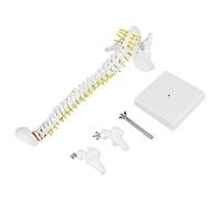 Generic Modelo Flexible de Columna Humana, Herramienta de Estudio Duradera para Enseñanza de Anatomía, Cerca del Peso Real de los Huesos para Estudiantes de Medicina