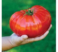 Generic TOMATE - GIGANTOMO F1-12 SEMILLAS MÃS FINAS - MUNDOS MÃS GRANDES BEEFSTEAK