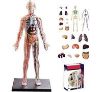 Genérico 1:6 Anatomía Humana Modelo de Torso, Cuerpo Entero Transparente Modelo Médico Humano, para Halloween Fisiología Regalos para Niños Edades 8+