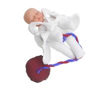Genérico 1 Juego De Modelo Pélvico De Parto Modelo De Pelvis Obstétrica Modelo De Práctica Obstétrica Modelo De Pelvis Para Estudiantes De Medicina Modelo De Parto Para Enseñanza