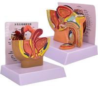 Genérico 1 pieza Modelo Sagital de Pelvis Masculina, Modelo Anatómico del Sistema Reproductor Prostático, Réplica para Educación en Anatomía y Fisiología Humana, Para Estudio y Exhibición