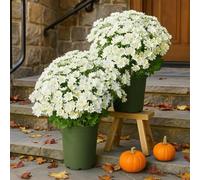 Genérico 10 Bundles Artificial Mums,Artificial Mums for Outdoors,Waterproof,Windproof,Look Real,for Front Door Porch Patio Yard Balcony (White)