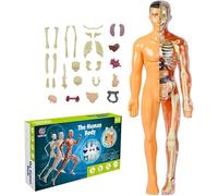 Genérico 11.22 Inch DIY Assembled Human Torso Organ Model,Kids Anatomy Toys Interactive Human Body Model for Kids Children Learning Science Anatomy, Ages 6+,B
