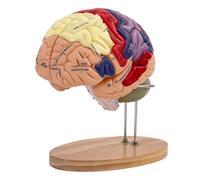 Genérico 2X Modelo de cerebro humano Tamaño real, Enseñanza de neurociencia con etiquetas Modelo de anatomía para aprender Ciencias Estudio en el aula Mostrar Modelo de enseñanza
