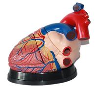 Genérico 3 veces modelos de corazón humano, modelo anatómico vascular cardíaco, desmontable en 3 partes para demostrar la estructura y función del corazón humano