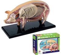 Generico 4D Cerdo Modelo Anatómico, Esqueleto Animal Modelo Anatomía, Desmontable 19 Órganos Partes del Cuerpo Modelo Animal - Modelo de Enseñanza para la Enseñanza Médica Herramienta