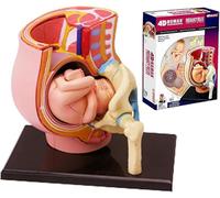 Genérico 4D Embarazo Humano Pelvis Anatomía Modelo,Mini Útero Humano Modelo,27 Modelos de Medicina Partes Desmontables,con el Embarazo 9 Meses Bebé para la Educación Herramientas