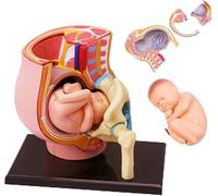 Genérico 4D Embarazo Torso Modelo Anatómico, Médico Anatómico Embarazo Pelvis Humana Femenina con Embarazo 9 Meses Bebé Feto Modelo, Herramientas de Educación para el Parto