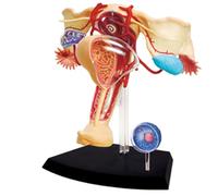 Genérico 4D Modelo de Anatomía Reproductiva Femenina Humana, Desmontable 19 Partes Sistema Genitourinario Femenino Modelo para Estudio Visualización Enseñanza Modelo Médico Útero Ovario Músculo