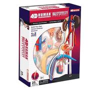 Genérico 4D Modelo del Sistema Reproductivo Masculino, Cuerpo Humano Modelo Anatómico,1: 2 Sistema Reproductivo Masculino Ciencia Ensamblado Juguete 25 Extraíble Médico Enseñanza