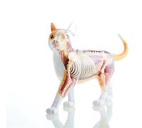 Generico 4D Vision Cat Anatomy Model, Modelo de anatomía animal con órganos y partes del cuerpo totalmente desmontables para la enseñanza médica Pet Doctors Gift