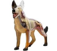 Genérico 4D Vision Modelo de Anatomía de Perro, Modelo de Montaje de Anatomía de Esqueleto de Perro Lobo, 29 Piezas Órganos Desmontables Partes del Cuerpo Enseñanza de Anatomía Animal