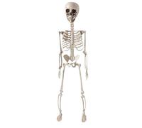 Genérico 70 cm Esqueleto de Halloween con articulaciones móviles, Huesos Humanos espeluznantes, Esqueletos articulados, decoración para Casas embrujadas, Jardines, césped y cementerios