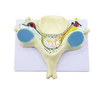 Genérico Anatomía de la Columna Vertebral, sección Transversal ampliada de la Columna Vertebral, Modelo ampliado de la 5ª vértebra Cervical, 40 estructuras anatómicas etiquetadas