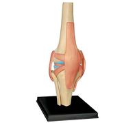Genérico Anatomía Modelo 4D articulación de la Rodilla Modelo Cuerpo Humano Modelo Educativo Esqueleto Humano Modelo Anatómico para la Educación Médica Ayuda a la Formación
