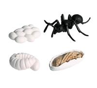 Genérico Animal Life Cycle Figure - PP | Moon Moth Butterfly Turtle Ant Frog Life Cycle Sculptures | Animal Figurine Set For Kids Children Science Learning