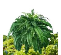 Genérico Artificial Ferns For Outdoors - 24in Faux Fern with 60 Branches | UV Resistant Realistic Fake Fern Plants For Porch Door Yard Deck Balcony Garden Indoor Patio Home Decor, 350g, 1-Pack