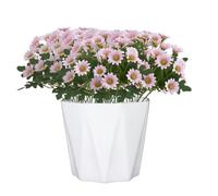 Genérico Artificial Mums, Artificial Outdoor Sunset Mums Flowers - UV Resistant, Waterproof, Windproof, Faded, No Watering, Pruning, Outdoor Decor for Outside Home Indoor Planter (Pink,5PCS)