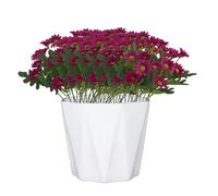 Genérico Artificial Mums, Artificial Outdoor Sunset Mums Flowers - UV Resistant, Waterproof, Windproof, Faded, No Watering, Pruning, Outdoor Decor for Outside Home Indoor Planter (Scarlet,10PCS)