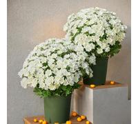 Genérico Artificial Mums for Outdoors, Artificial Outdoor Sunset Mums Flowers, UV Resistant, Waterproof, Windproof, Fake Fall Flower Daisy with Eucalyptus,Decoration for Home Porch (White,15pcs)