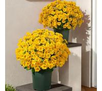 Genérico Artificial Mums for Outdoors, Artificial Outdoor Sunset Mums Flowers, UV Resistant, Waterproof, Windproof, Fake Fall Flower Daisy with Eucalyptus,Decoration for Home Porch (Yellow,10pcs)