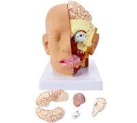 Genérico Cabeza humana con modelo de anatomía cerebral, modelo anatómico de sección transversal de cabeza de tamaño natural de 4 partes, ojo de cerebelo, cavidad nasal oral, lengua para el estudio