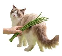 Genérico Cat Exercise Toy Interactive Green Bean Indoor Pet Play Toy