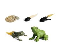 Genérico Ciclo Vida Rana Modelo - 5PCS Figuras Evolución Animal | Crecimiento Anfibio Set | Kit Biología Educativo, Piezas PVC Realistas, Recurso Aula, Juguete Aprendizaje Infantil