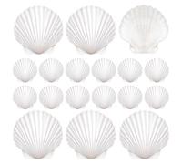 Genérico Conchas para Manualidades 20 Piezas Caracolas Artesanales