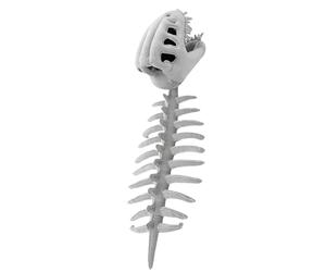 Genérico Déguisement Dinosaure Squelette - Peluche De Tête Douce Amusante À Porter, Coiffe Créative | Accessoire Ludique Pour Les Âges | Pour Filles Adultes Femmes Et Hommes
