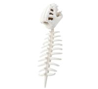 Genérico Dinosaur Skeleton Costume - Plush Headpiece Doll For Fun | Soft Fabric with Wearable Design, Funny Toy Accessory, Playful Home Decoration, Bedroom Plush, Entertaining Gift Idea