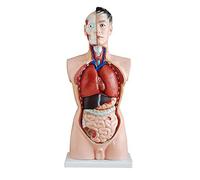 Genérico Esqueleto del modelo anatómico masculino del torso humano de 85 cm de tamaño natural: la anatomía médica se puede diseccionar en 19 partes, para la exhibición del estudio de la ciencia